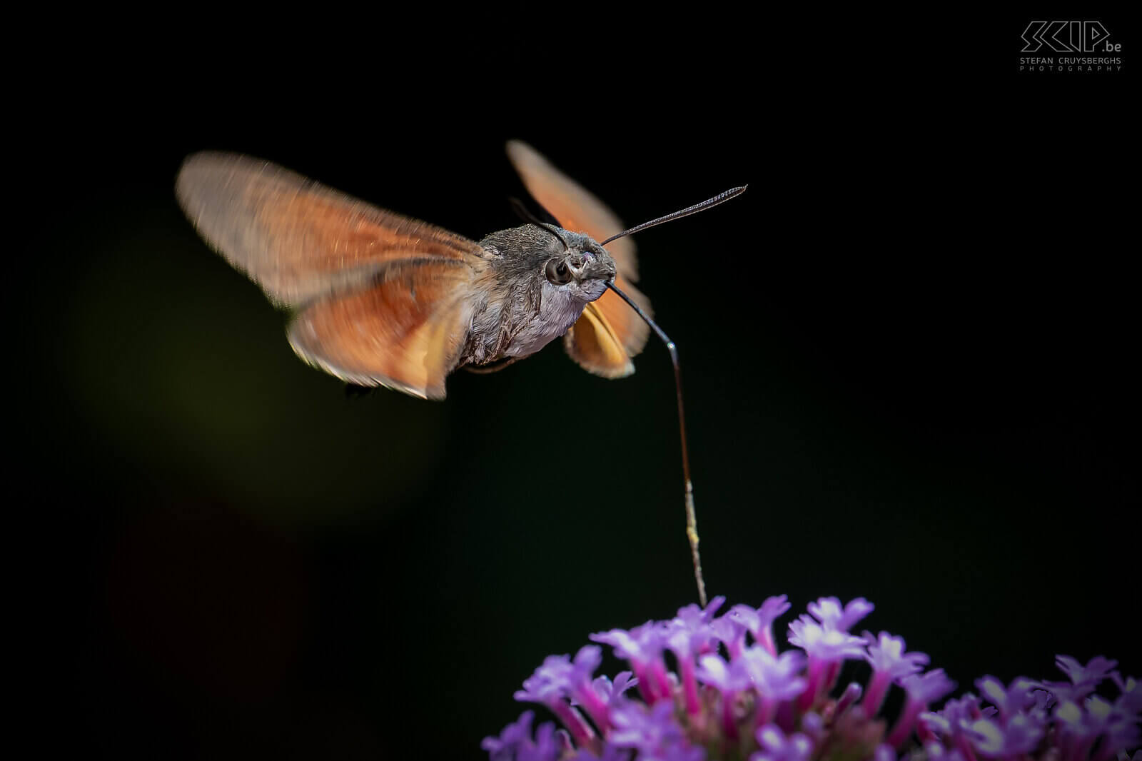 Insects - Hummingbird hawk-moth The hummingbird hawk-moth (Macroglossum stellatarum) is a wonderful little butterfly that has a long tongue and can hover in the air while sucking nectar from a flower. Stefan Cruysberghs